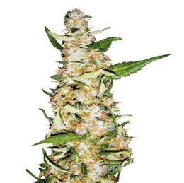 skunk1_large[1].jpg